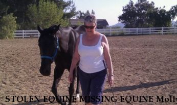 STOLEN EQUINE MISSING EQUINE Molly, Near Temecula, CA, 92592